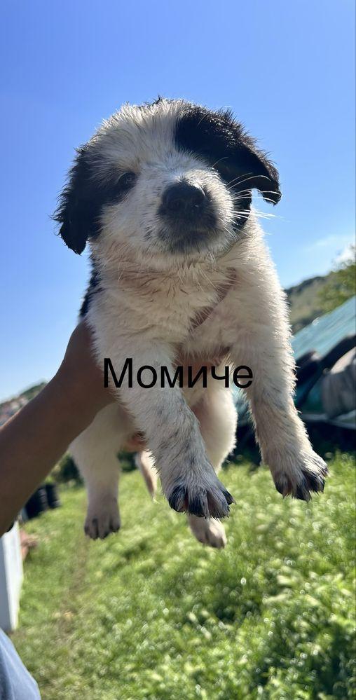 Малки Бебета Каракачанки