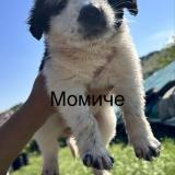 Малки Бебета Каракачанки — снимка 2