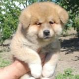 Продавам кученца акита ину — снимка 1