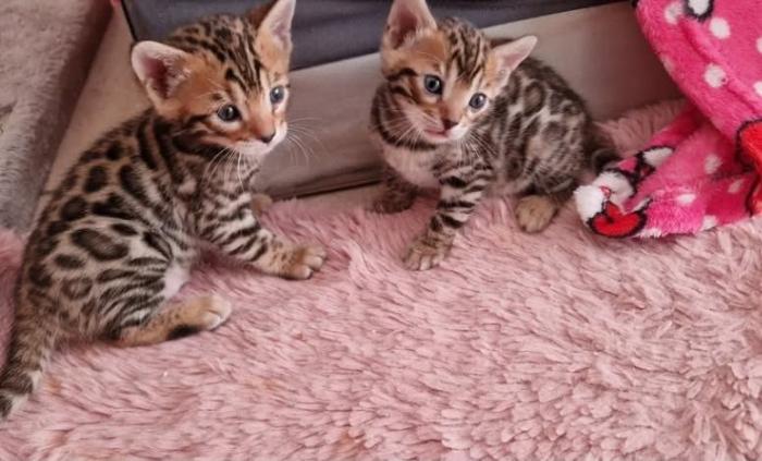 Бенгалски котета