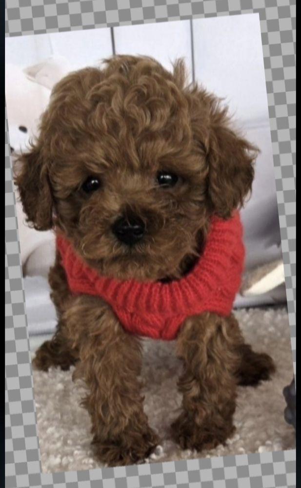 Пудел той /Poodle toy /с генетични  тестове на родословие