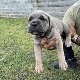 Продавам 3 красиви мъжки кученца от породата Кане Корсо. Кученцата са здрави, жизнени и отглеждани в домашна среда с много грижи. — снимка 3