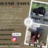 Lucky търси любящо семейство — снимка 3