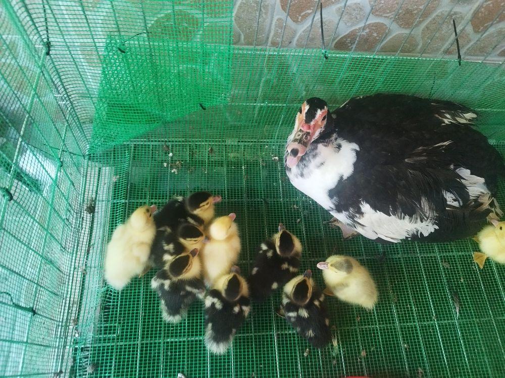 Мускусни патенца