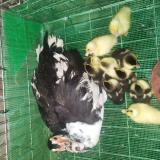 Мускусни патенца — снимка 2