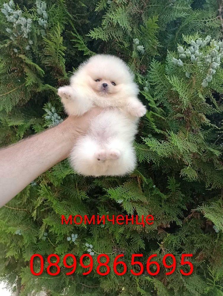 Бели мини Померани!
