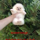 Бели мини Померани! — снимка 1