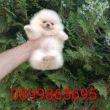 Бели мини Померани! — снимка 3