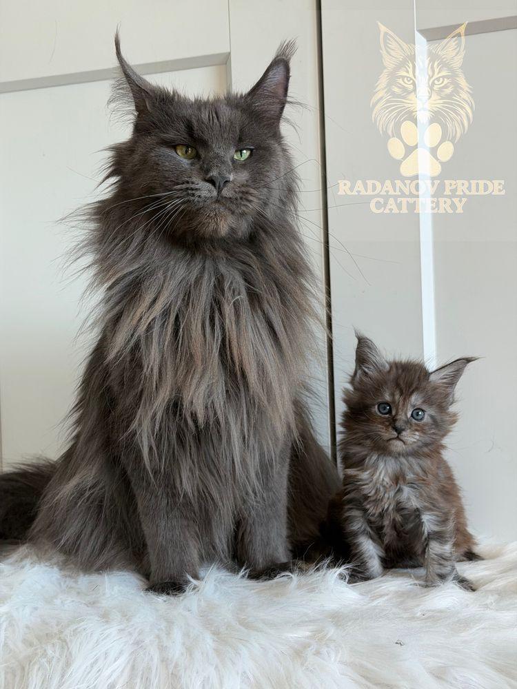 Мейн кун котенца / Мейн куун котенца / Maine coon kittens