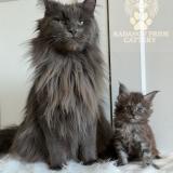Мейн кун котенца / Мейн куун котенца / Maine coon kittens — снимка 1