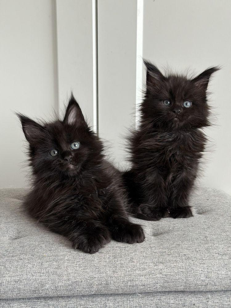 Мейн кун котенца / Мейн куун котенца / Maine coon kittens