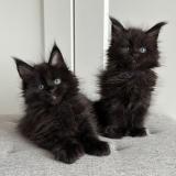 Мейн кун котенца / Мейн куун котенца / Maine coon kittens — снимка 2