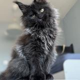 Мейн кун котенца / Мейн куун котенца / Maine coon kittens — снимка 3