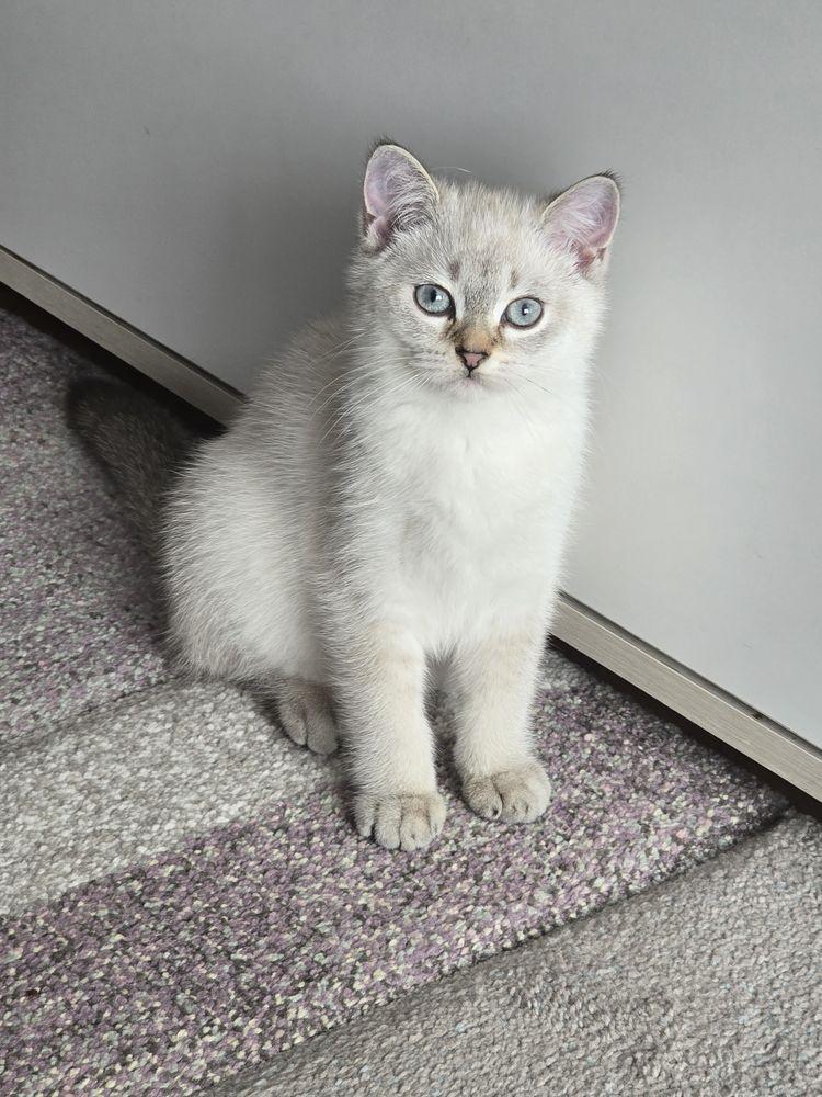Британски котенца