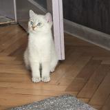 Британски котенца — снимка 3