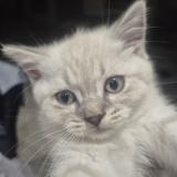 Британски котенца — снимка 1