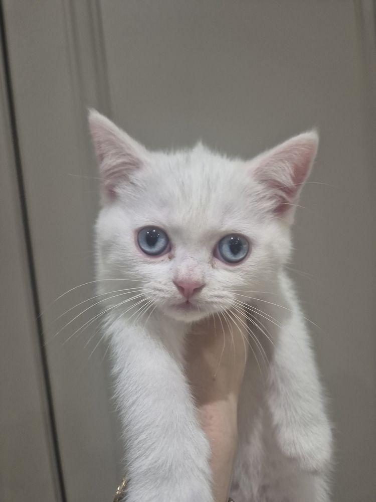 Британски котенца