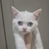 Британски котенца — снимка 2