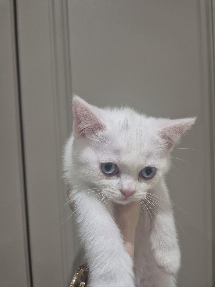 Британски котенца