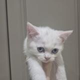 Британски котенца — снимка 3
